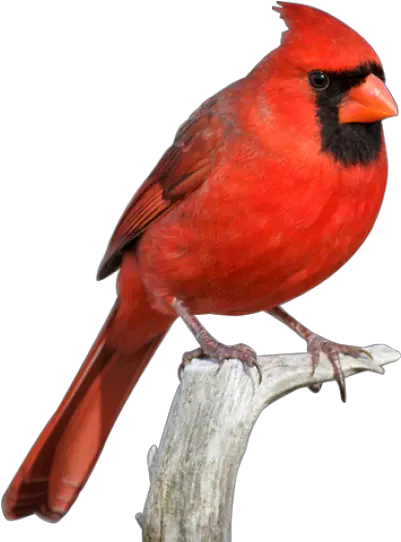 Download Free Png Cardinal Red Cardinal Bird Png Cardinal Png
