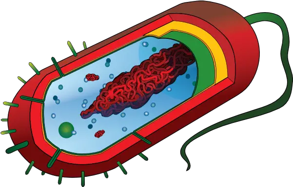 Cell Phone Graphic Library Png Files Prokaryotic Cell Diagram Bacteria Transparent Background