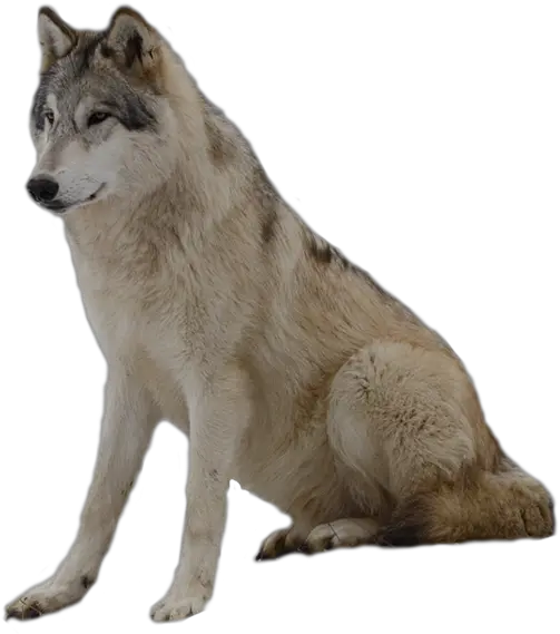 Grey Wolf Png Photos Grey Wolf Png Wolves Png