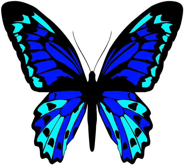 Butterfly Insect Wings Free Image On Pixabay Insects Png Colorful Butterfly Icon