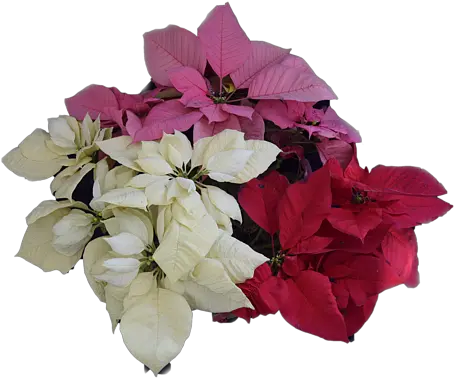 R Allen Swezey Lovely Png Poinsettia Transparent Background