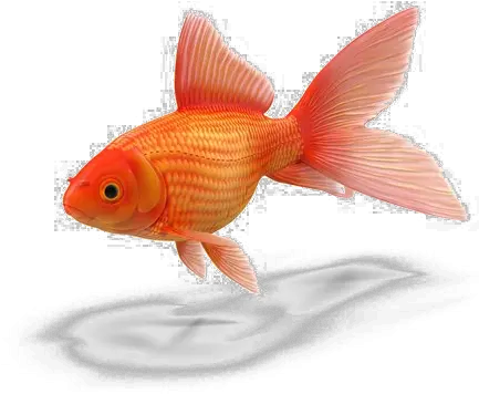 Goldfish Png Transparent Goldfish Transparent Goldfish Transparent