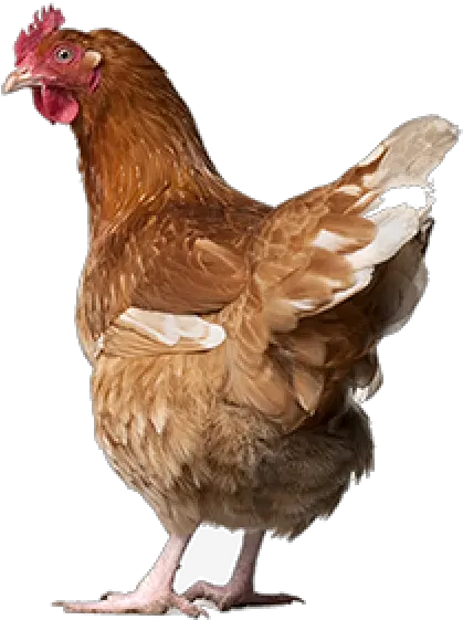 Chicken Png Icon Images Download Chicken Png Chicken Icon Png