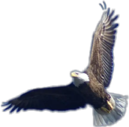 Bald Eagle Flying Eagle Hd Png Download Original Size Bald Eagle Eagle Flying Png