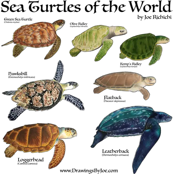 Sea Turtles Of The World Sweatshirt Full Size Png Download 7 Kinds Of Sea Turtles Turtles Png