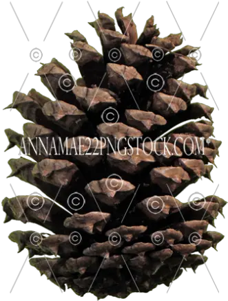 Free Png Stock Photos Pine Cone Top View Png Pine Cone Png