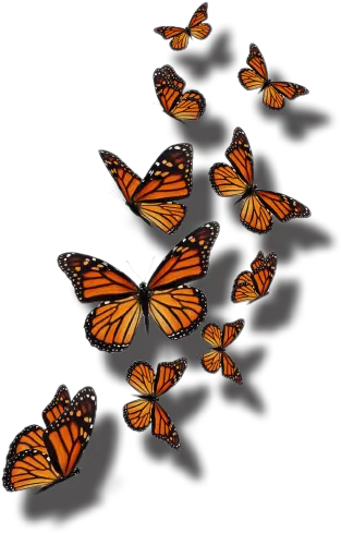 Home Group Of Monarch Butterflies Transparent Png Monarch Butterfly Png