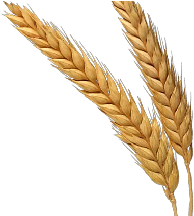 Wheat Png Transparent Background Wheat Germ Png Wheat Transparent Background