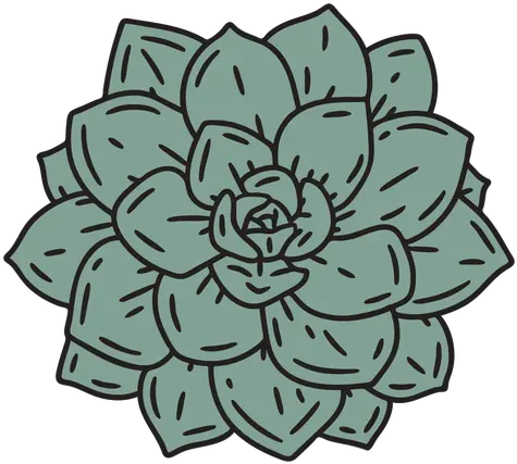 Succulent Plant From Top Color Stroke Transparent Png U0026 Svg Succulent Aesthetic Cactus Drawing Cute Skull And Roses Icon Tumblr