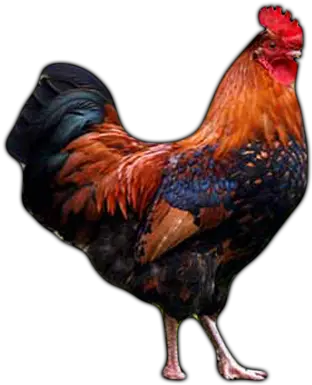 Farm Animals Rooster Learn About Rooster Rooster Lessons Farm Animals Rooster Png Rooster Png