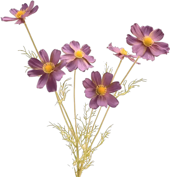 Flower Stem Png Transparent Lord Bless You And Keep You Flower Stem Png