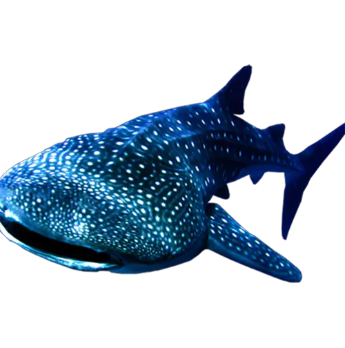 Whale Shark Transparent Background Whale Shark Transparent Background Png Shark Transparent Background