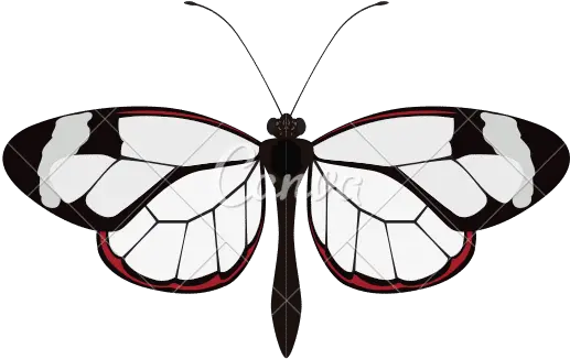 Butterfly Icon Insect Design Vector Graphic Canva Mariposa Design Png Butterfly Icon Vector