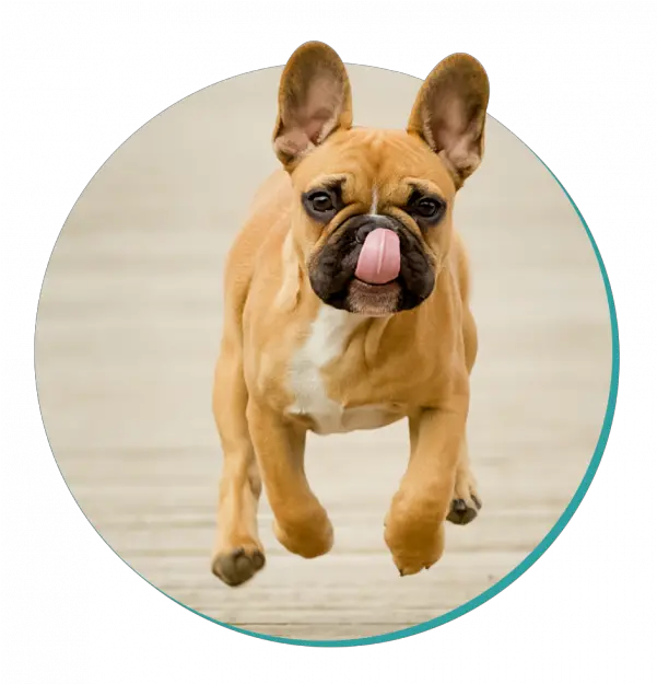 French Bulldog Png Transparent Images French Bulldog Bulldog Png