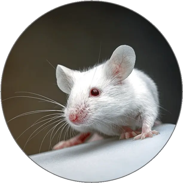 Learn Catalan Alphabets Rat Png Mouse Rodent Icon