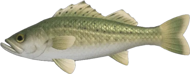 Sea Bass Critters Of Animal Crossing New Horizons Bar Commun Animal Crossing New Horizon Png Animal Crossing Leaf Icon