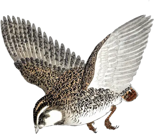 Quail In Flight Free Stock Photo Public Domain Pictures Vliegende Kwartel Png Quail Icon