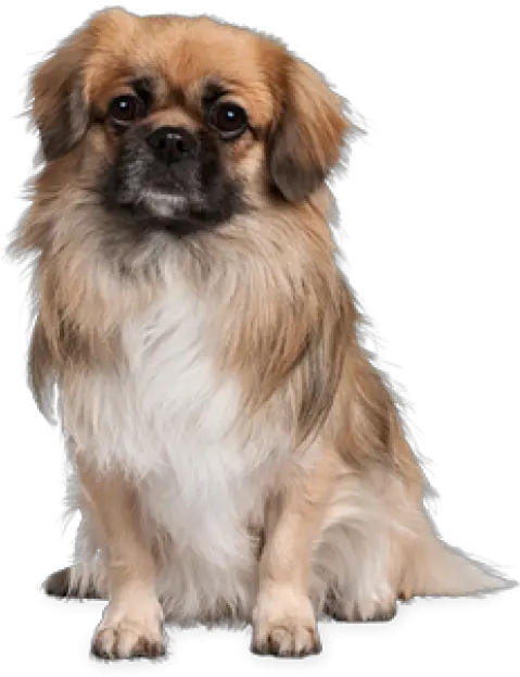 Puppy Dog Png Tibetan Spaniel Dog Png