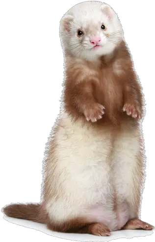 26129 White Ferret Png Ferret Png