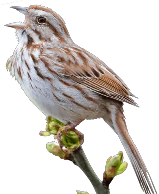 Sparrow Png Images Sparrow Png Sparrow Png