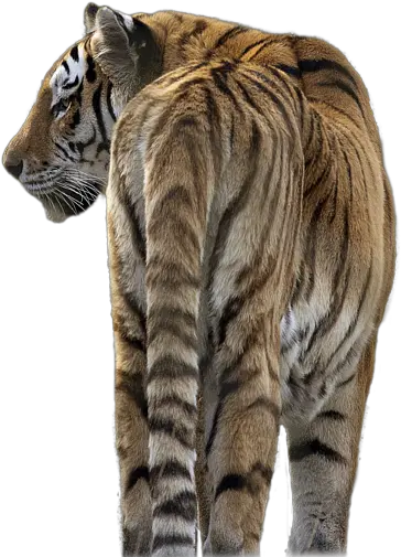 Amur Tiger Transparent Image Tiger Transparent Png Pillow Transparent Background