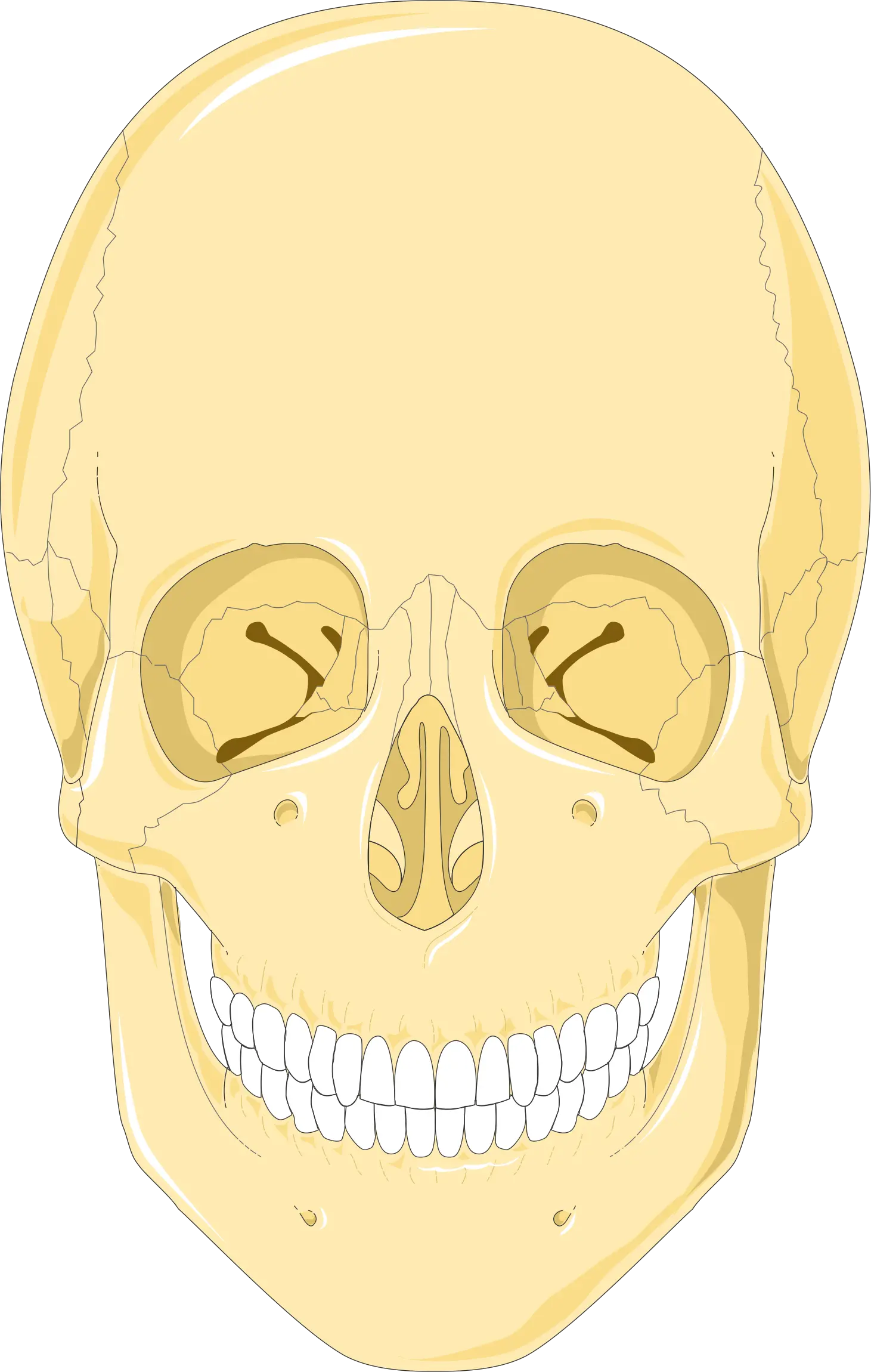 Skull Png Drawing