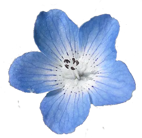 623 Images About Edit Blue Flower Transparent Background Png Real Flower Png