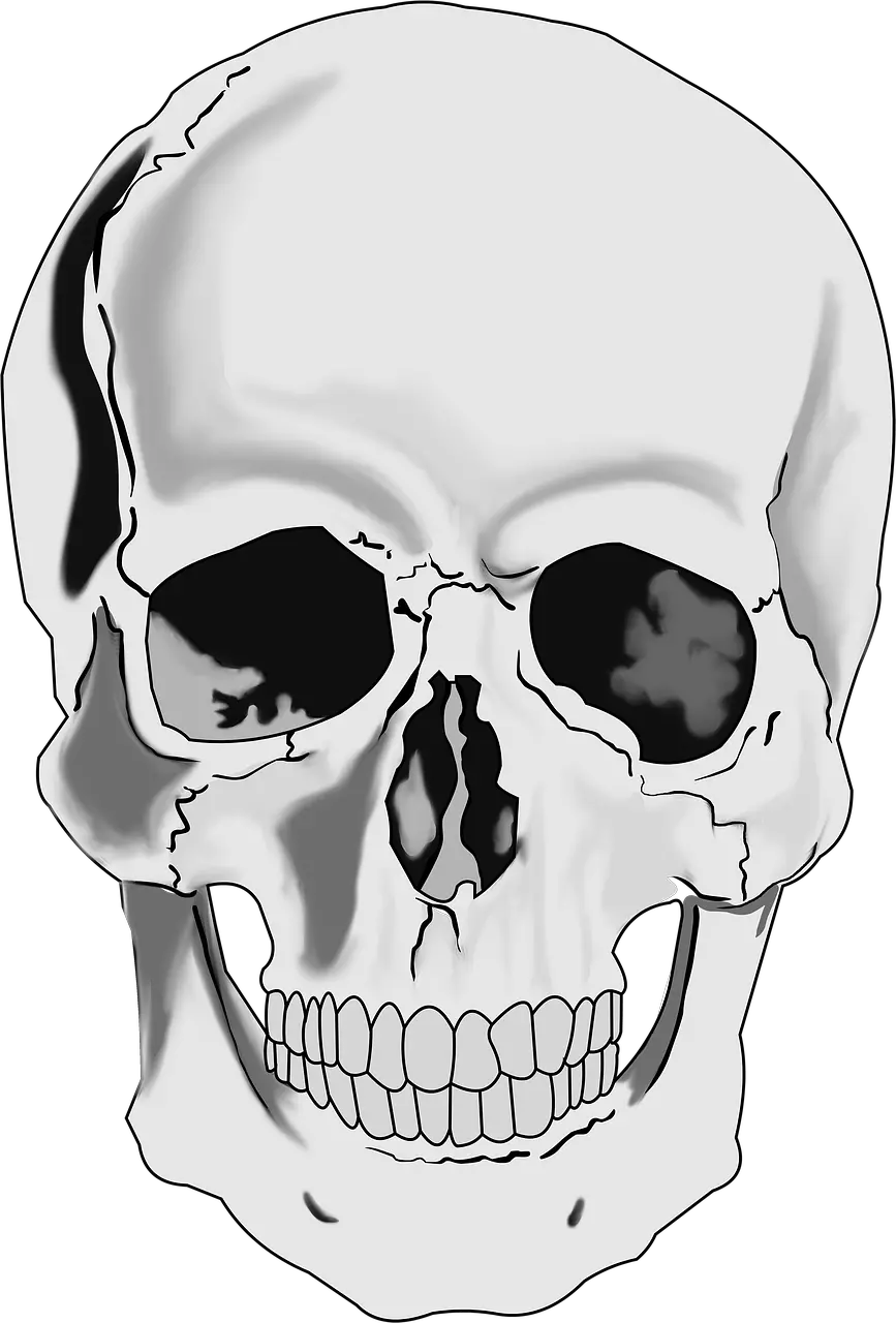 Skull Illustration Png