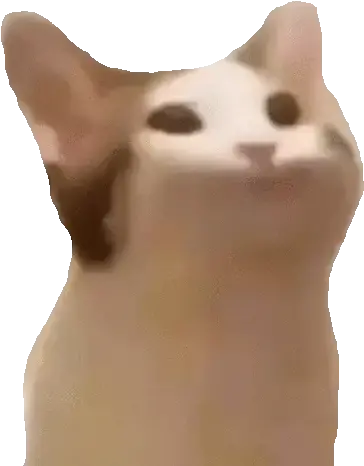 Popcat Meme Gif Bop Cat Meme Png Cat Meme Icon