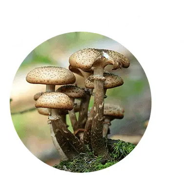 Blog Mushroom Logs Suppliers Manufacturing Company Champignons Forets En Automne Png Mushrooms Icon