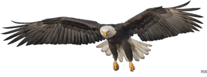 Eagle Png Image Purepng Free Transparent Cc0 Png Image Flying Eagle Transparent Bald Eagle Png