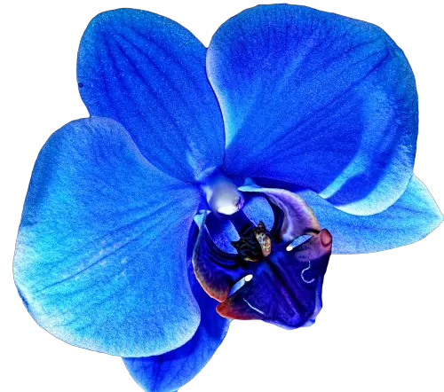 Download Hd Flower Png Tumblr Flowers Blue Orchid Flower Blue Orchid Transparent Background Blue Flowers Png