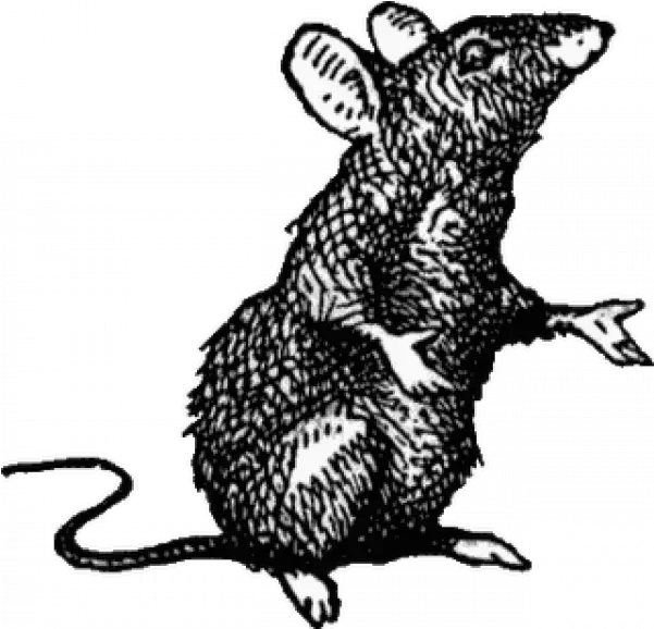 Dead Rat Png Images U2013 Free Vector Psd Clipart Medieval Rat Drawing Rat Png