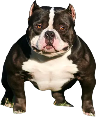 Pit Bull Poet Laureate The American Bully American Bully Dog Png Bull Dog Png