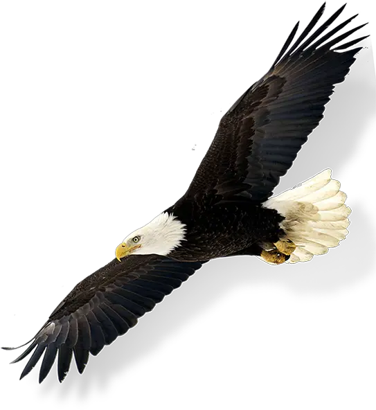 Bald Eagleinflying Yellow Point Lodge Bald Eagle Png Eagle Flying Png