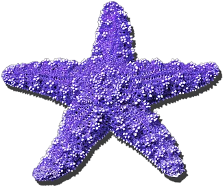 Sea Star Purple Red And White Flag With One Star Png Made In Usa Png