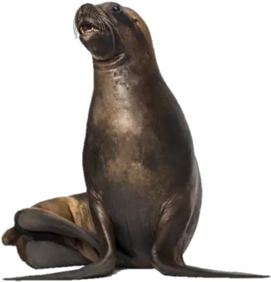 California Sea Lion Png Icon