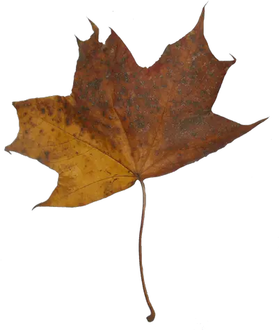 Download Hd Autumn Maple Leaves Maple Transparent Png Lovely Maple Leaf Transparent Background