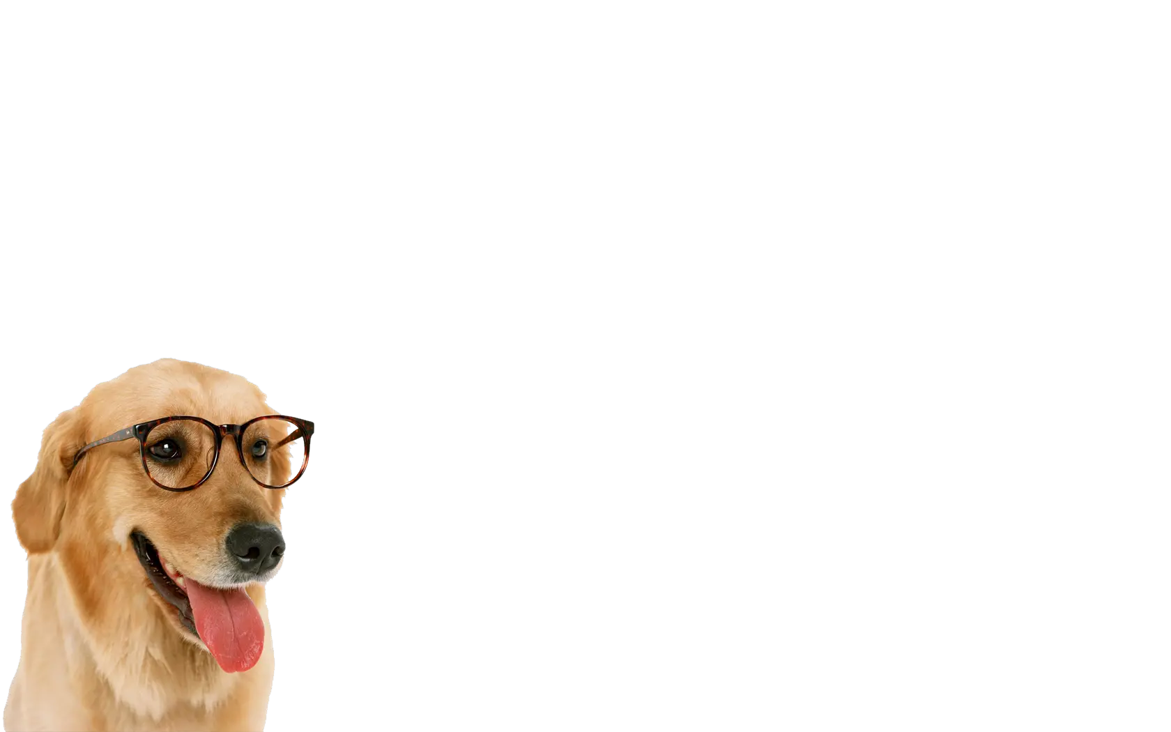 Funny Dog With Glass Png 1554311 Png Images Pngio Dogs In Glasses Funny Glasses Png