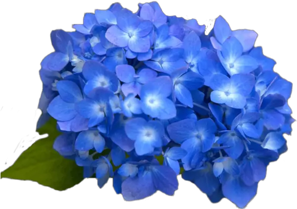 Free Online Flowers Flower Beautiful Nature Vector For Transparent Periwinkle Flower Png Hydrangea Png