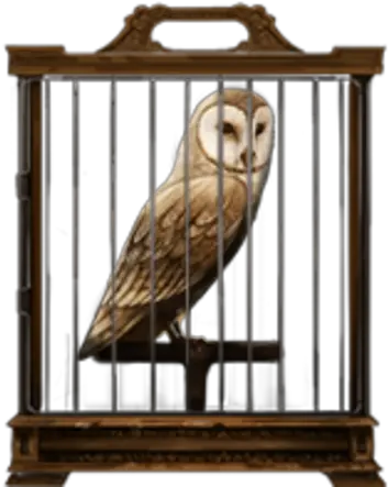 Barn Owl Harry Potter Wiki Fandom Harry Potter Black Cat Png Barn Owl Png