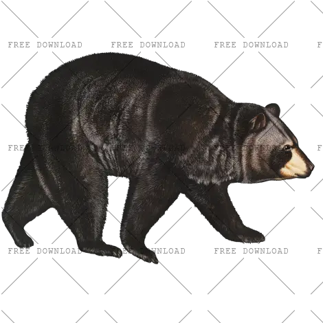 Png Image With Transparent Background Bear