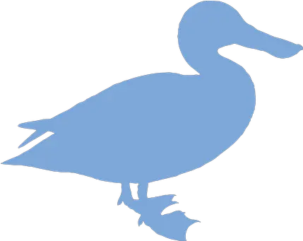 100 Free Waterfowl U0026 Duck Illustrations Domestic Duck Png Pelican Icon 120