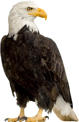 Eagle Real Eagle Sticker Png Bald Eagle Transparent