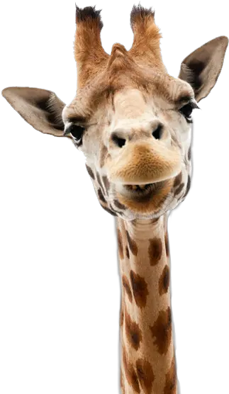 Giraffe Png Clipart Transparent Background Giraffe Png Giraffe Transparent Background