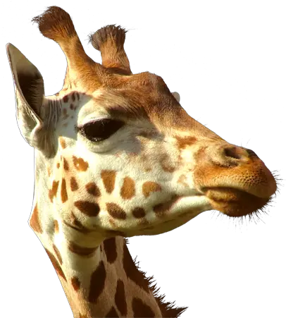 Transparent Giraffe Head Hd Transparent Giraffe Head Png Giraffe Transparent Background