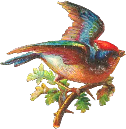 Hummingbird Clipart Beautiful Bird Pretty Bird Png Vintage Bird Png Humming Bird Png