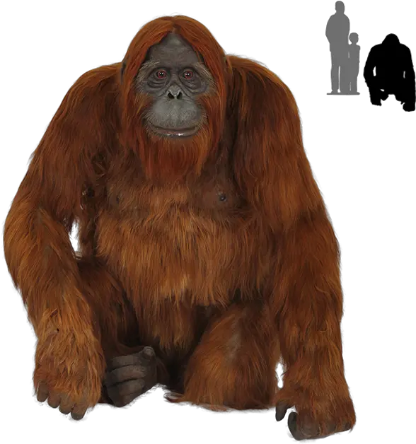 Old Orangutan Images Transparent Background 48065 Free Transparent Orangutan Png Monkey Transparent Background