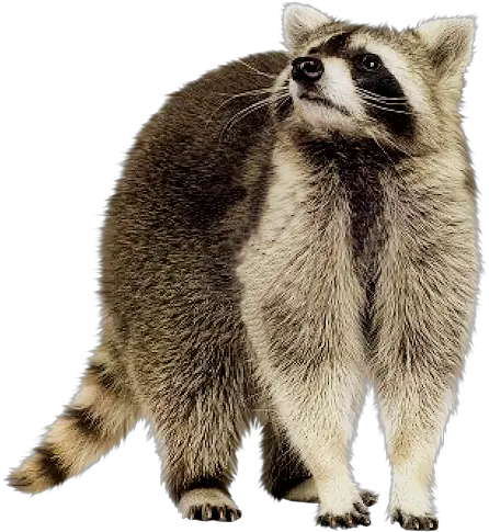 Raccoon Png High Transparent Background Raccoon Png Raccoon Transparent Background