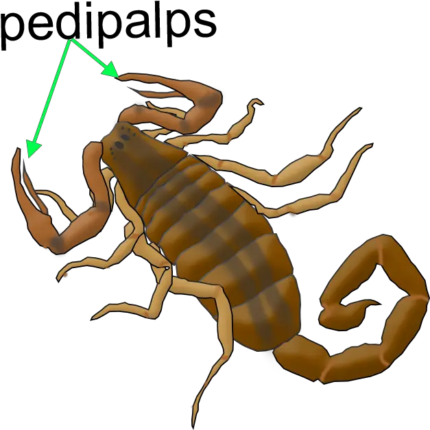 Illinois Natural History Survey Arachnids Pest Png Scorpion Png